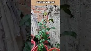 गुलाब के पौधे के लिए कैसी मिट्टी इस्तेमाल करें? #gulabkaphool #gardening #plants