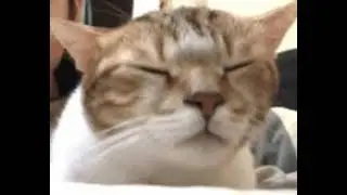 noob pepe kedi