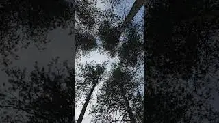 кто там на дереве???😳 #душакарелии #деревня #природа #рыбалка #тайга