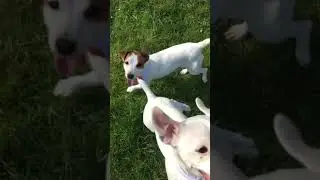 Sacrés Jack - Monette & Mirza - Chien saut de Haie