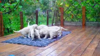 Щенкам ретривера 44 дня. Еда/Puppis eating.44 days