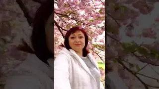 Розовая сакура цветёт !