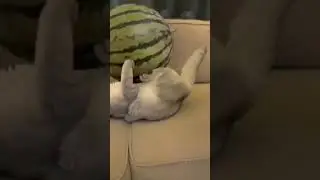 Best talent unleashed 😂😍