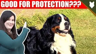 ARE BERNESE MOUNTAIN DOG GOOD GUARD DOGS?