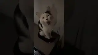 Cat yawn 🥱 #catyawn #cat #kitty #heresmycat #cute #meow #catvideo #catvideos