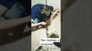 Про кота и  любовь к кукурузе)