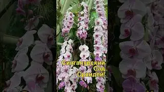 #орхидеи