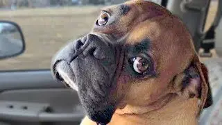 Funny Boxer Dog Compilation NEW