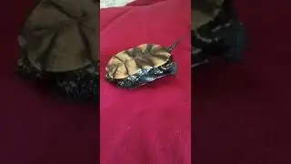 ЩО БУДЕ ЯКЩО ПОЧУХАТИ ЧЕРЕПАШЦІ ПУЗІК?WHAT WILL BE YAKSCHO FEEL TURPASHTSI PUZIK?