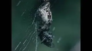 Wonder World Of Science : Why Do Spiders Spin Webs? (1987)