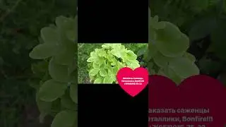 Самые крутые сорта и саженцы! Металлика, Bonfire, Pinkachu, Graffity и др.