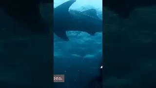 fish#amazingfacts #shorts #shot #viral