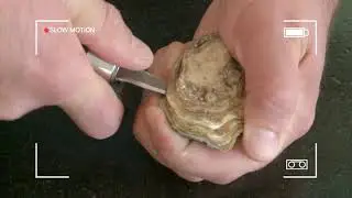 Novac O'knife oestermes // couteau à huitres