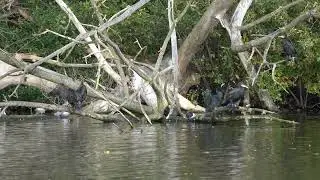 Cormorants on a fallen tree