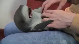 Surprised Baby Shark Playing. 🤗😯