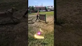 Прыжки на собачьей площадки.