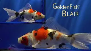 goldenfishblair