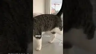 КОШАЧЬЯ МЯТА НЕ РАБОТАЕТ??? 🤔🤔🤔 #tiktok #коты #смех