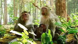 Majestic Monkeys: Exploring the Grace, Intelligence, and Remarkable Beauty of Earth's Most