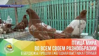 В Бердюжье прошла ежегодная выставка голубей