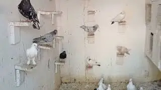 Хищники не дают гонять голубей.