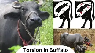 Torsion case in Buffalo || Full Treatment || IVRI Izzatnagar || Vetsdiary