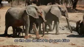 Elias the brave elephant
