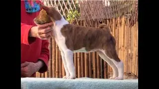 Pansy Girl1 Burner x Audrey 6 wks