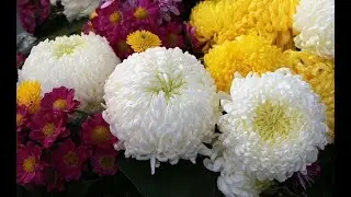 *** - BEAUTIFUL AUTUMN FLOWERS -  CHRYSANTHEMUM    -Music MEHDI -*** (Relaxing)