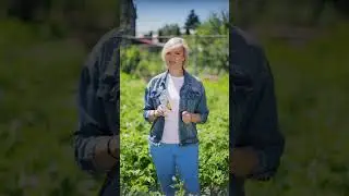 Избавляемся от колорадского жука с помощью препарата Жукоед