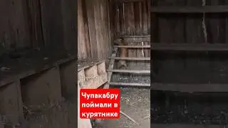 в курятник пробралась чупокабра
