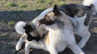 Айкуня и Хаммер
