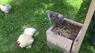 Livestock tour, new products May 2019