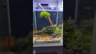 Was ist bei den White Zebras passiert? #aquaristik #aquarium #garnelen