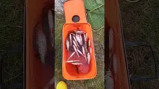 Аргазинский чебачёк