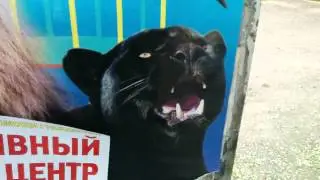 Туториал №8: Как рычать, как пума!
