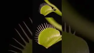 The Science of Venus Flytraps 