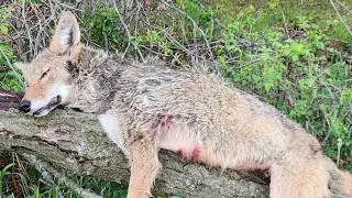 Springtime coyote calling