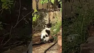 Laser 🐈