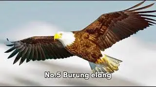 Top 7 Burung Paling Berbahaya Di Dunia!