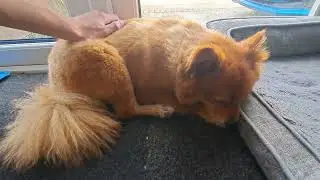just a peaceful lil fox boi