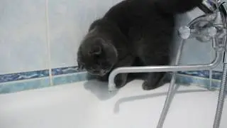 Любимый шотландец