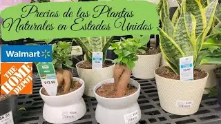 PRECIOS DE LAS PLANTAS NATURALES EN ESTADOS UNIDOS /THE HOME DEPOT & WALMART ESTADOS UNIDOS
