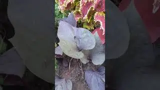 Нарезала черенки Ипомеи