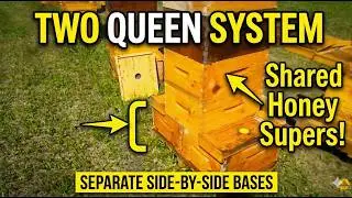 Two queen system-That Bee Man