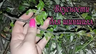 Заготовки для шиншилл.