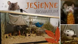 🍁Jesienne akwarium MYSZY 🐭🐾