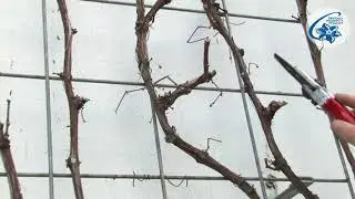 Vitis - cięcie winorośli owocowej - prowadzenie przy ścianach