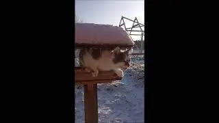 Кот в кормушке. Птичка близко, да не достать.