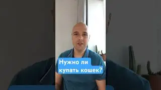 Нужно ли купать кошек? #кошки #ветеринар